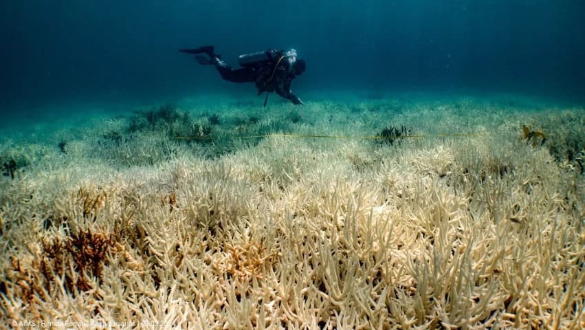 Gelombang Panas Laut Jadi Ancaman Baru Dunia